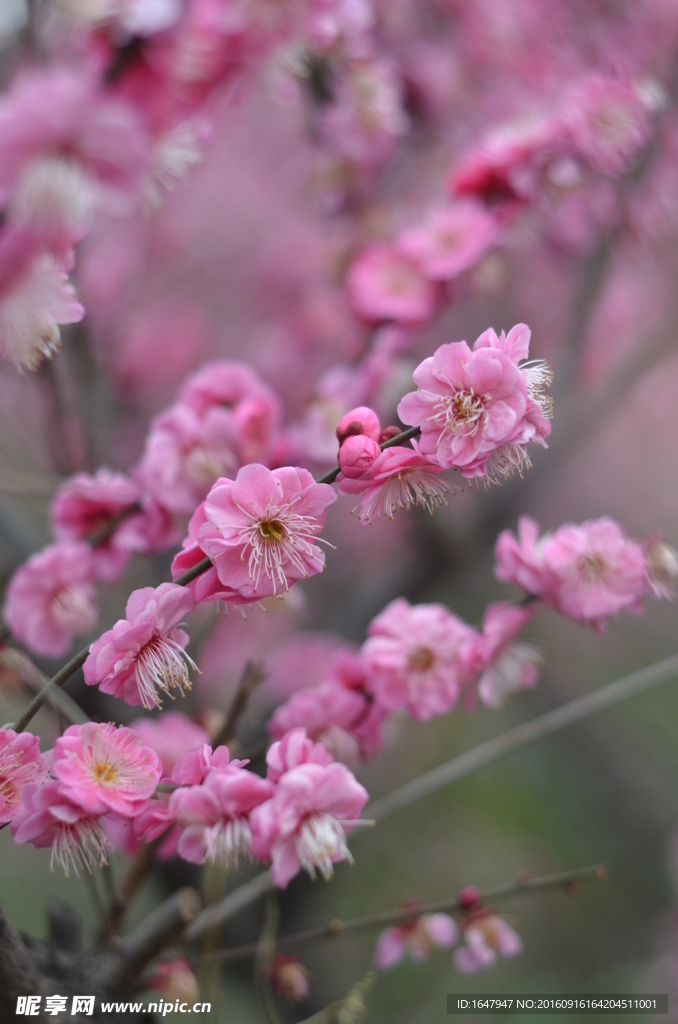 红梅花开