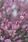 红梅花开