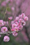 红梅花开