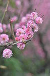 红梅花开