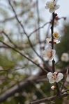 梅花