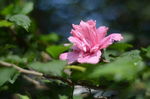 木槿花