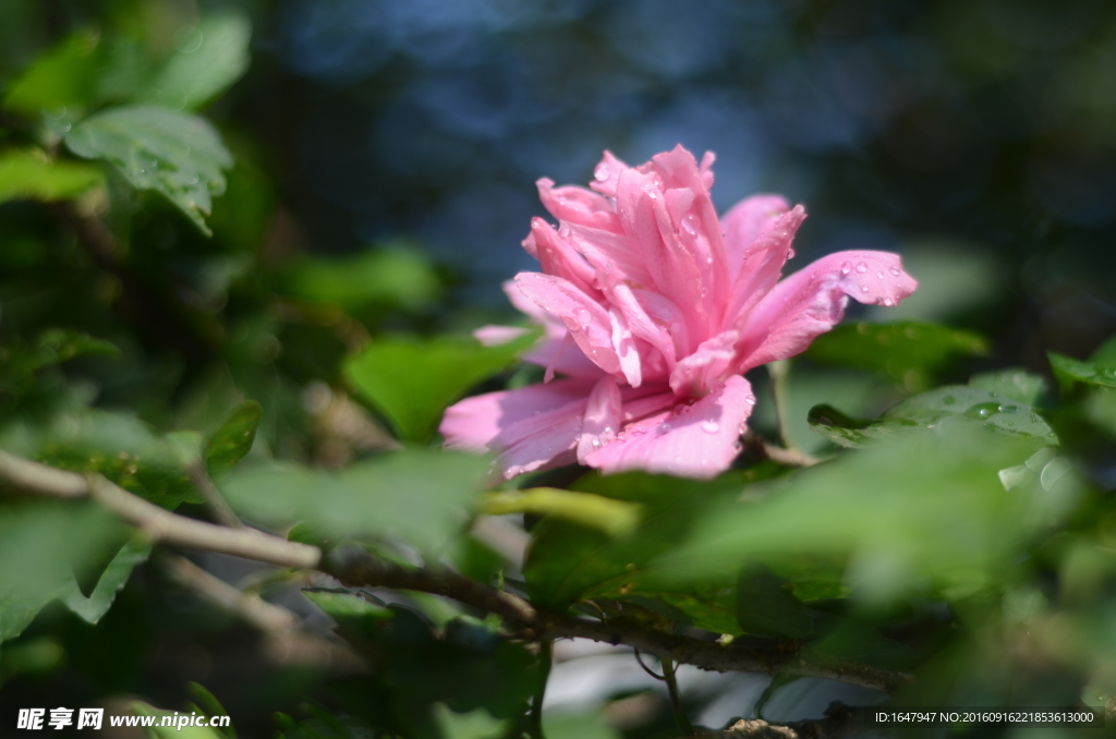 木槿花