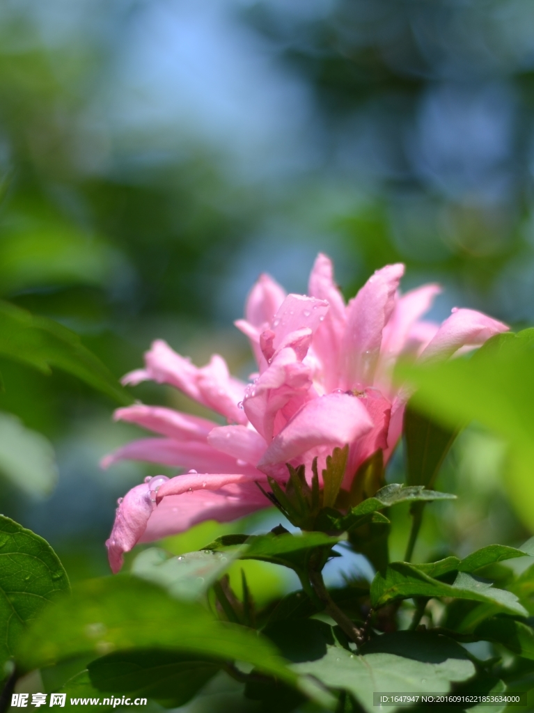 木槿花