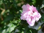 木槿花