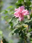 木槿花