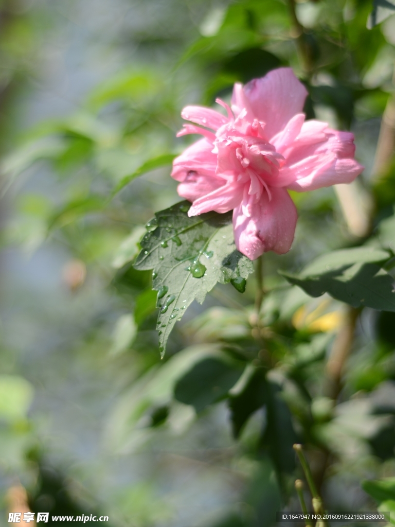 木槿花