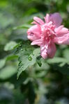 木槿花