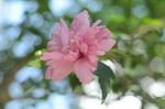 木槿花