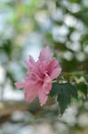 木槿花