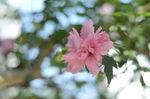 木槿花