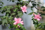 木槿花
