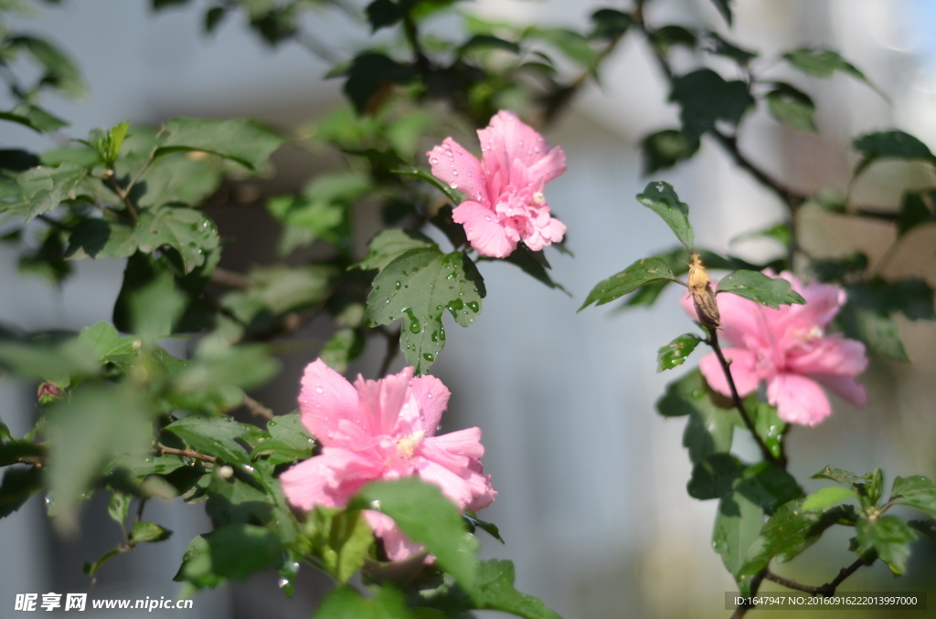 木槿花