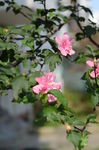 木槿花