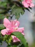 木槿