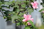木槿