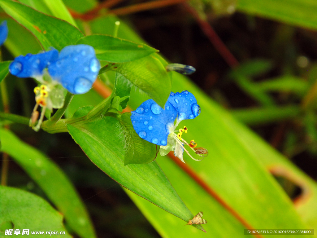 小蓝花