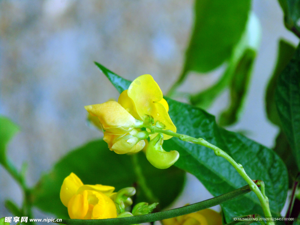 小黄花