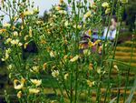 油菜花