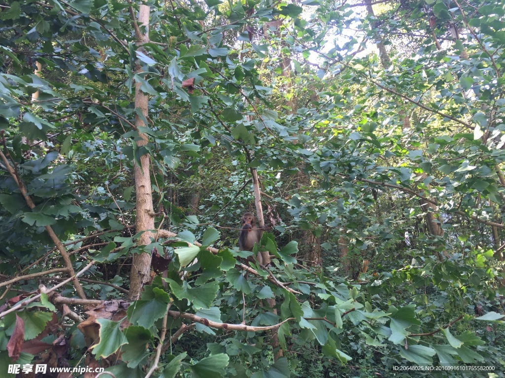 猴子
