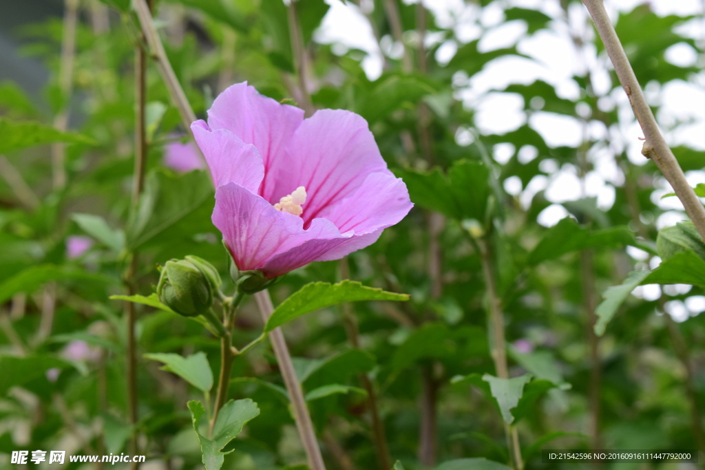 小花