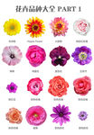 花卉品种大全