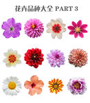 花卉品种大全