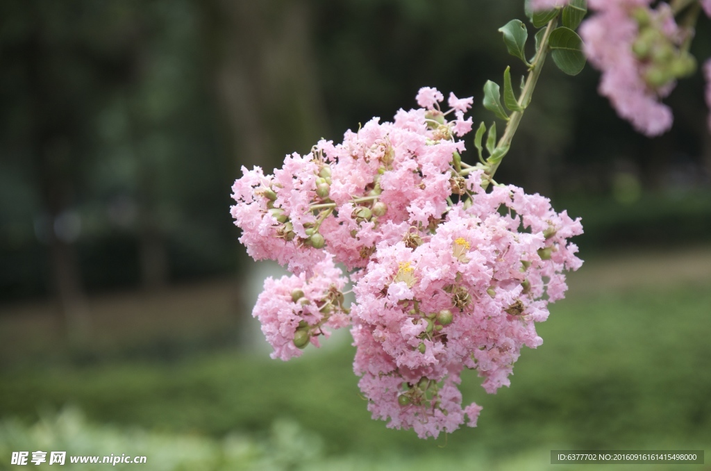 紫薇花