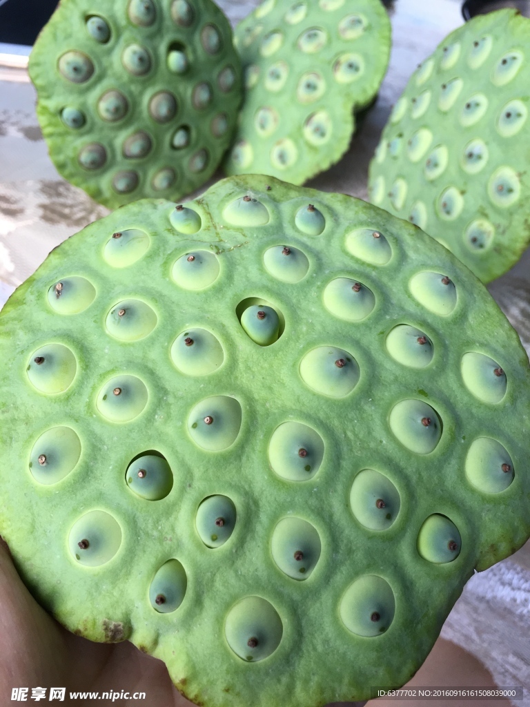 莲蓬