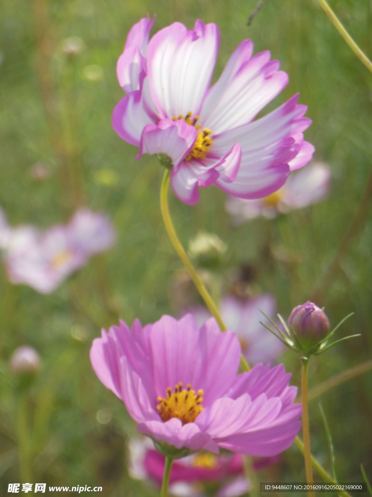 格桑花