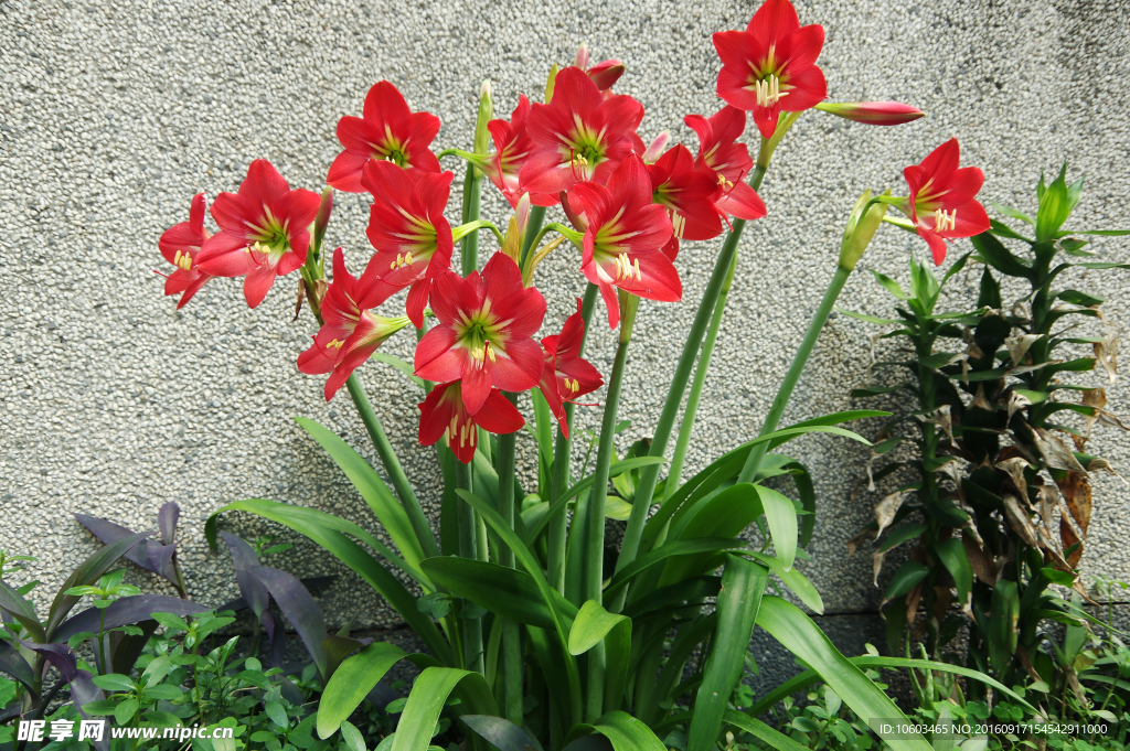 朱顶红花