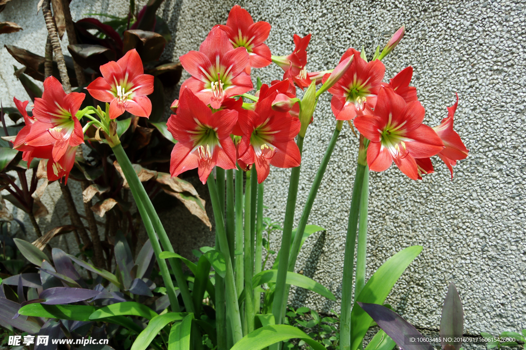 朱顶红花 美艳红花