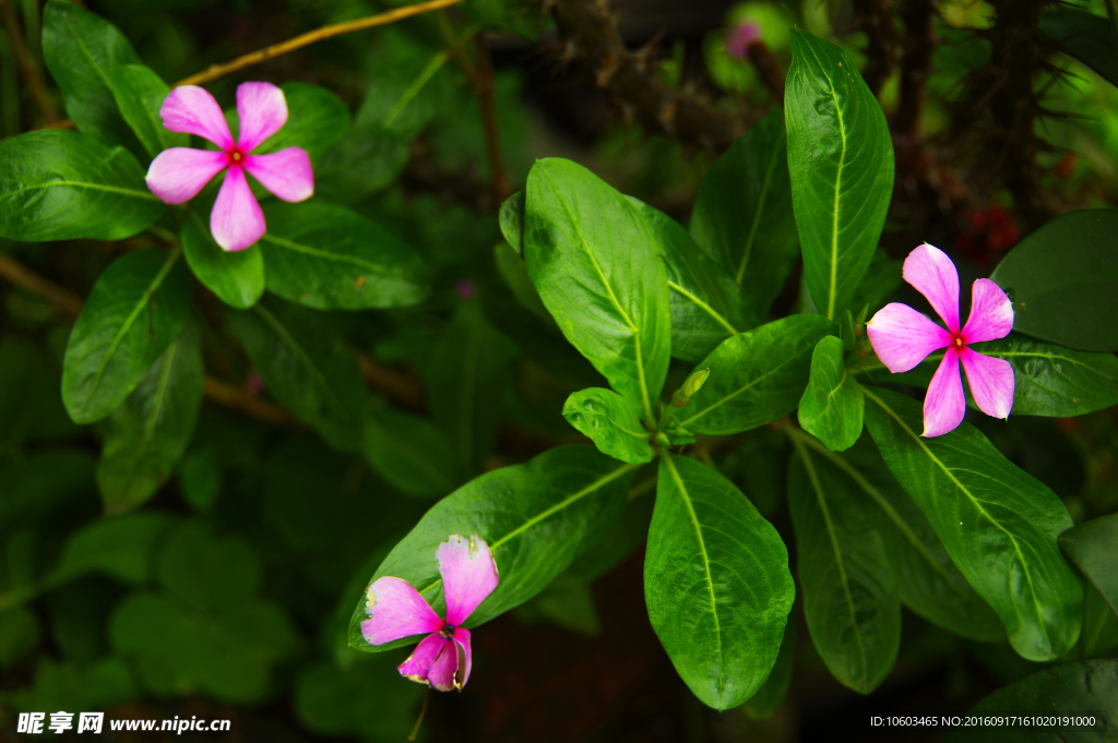 长春花 五瓣花