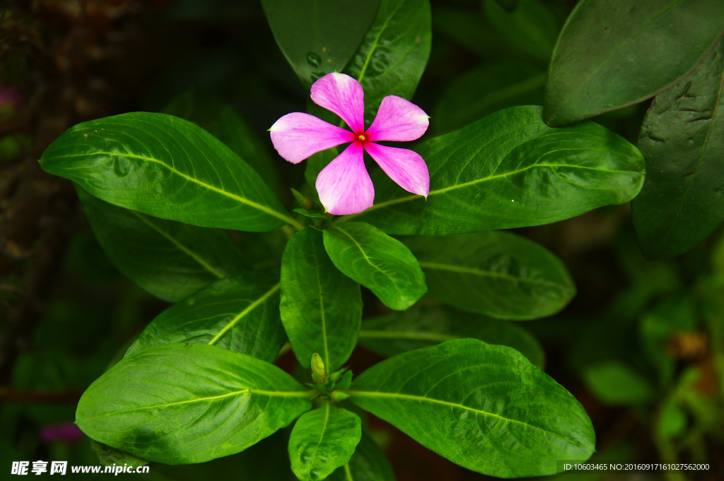 长春花 五瓣花