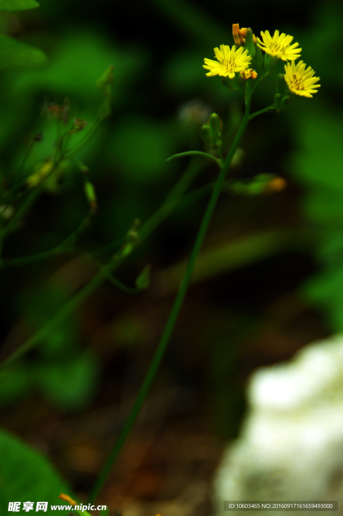 野菊花