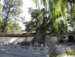 大将军