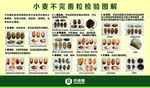 小麦不完全粒图解