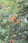 凌霄花