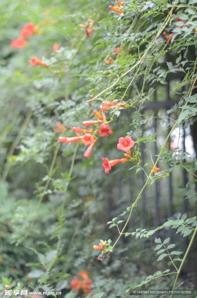 凌霄花