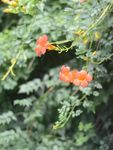 凌霄花