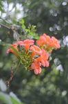 凌霄花