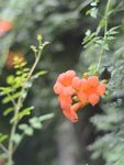 凌霄花