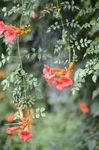凌霄花