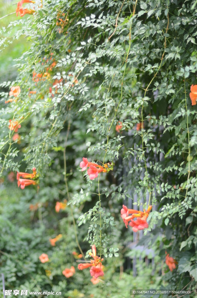 凌霄花