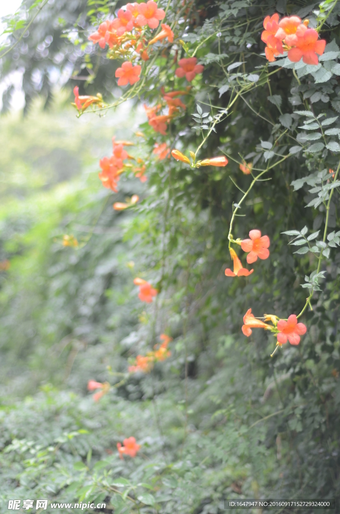 凌霄花
