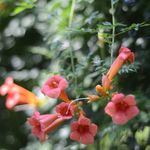 凌霄花