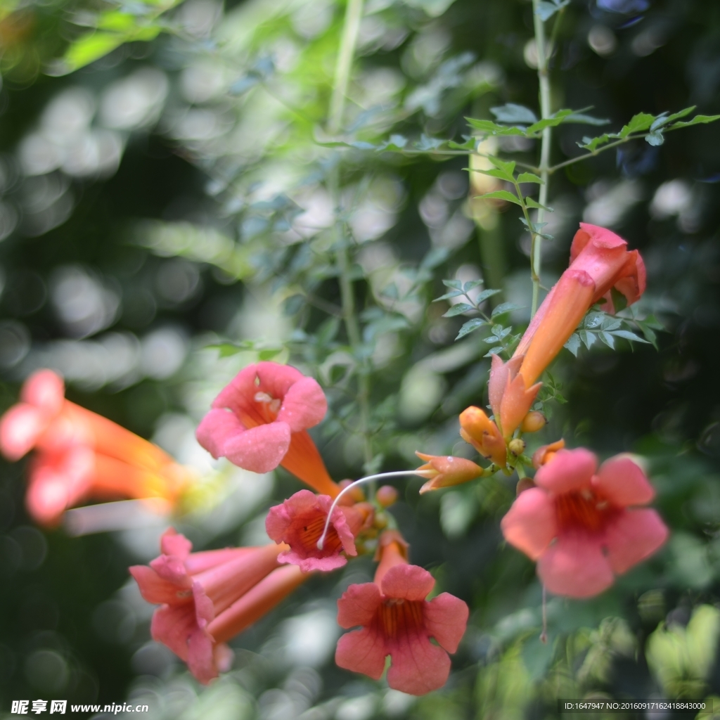 凌霄花