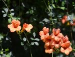 凌霄花
