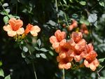 凌霄花