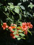 凌霄花